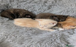 Mixed Breed cats for sale: Siamese/ragdoll/Scottish fold  - Image 15