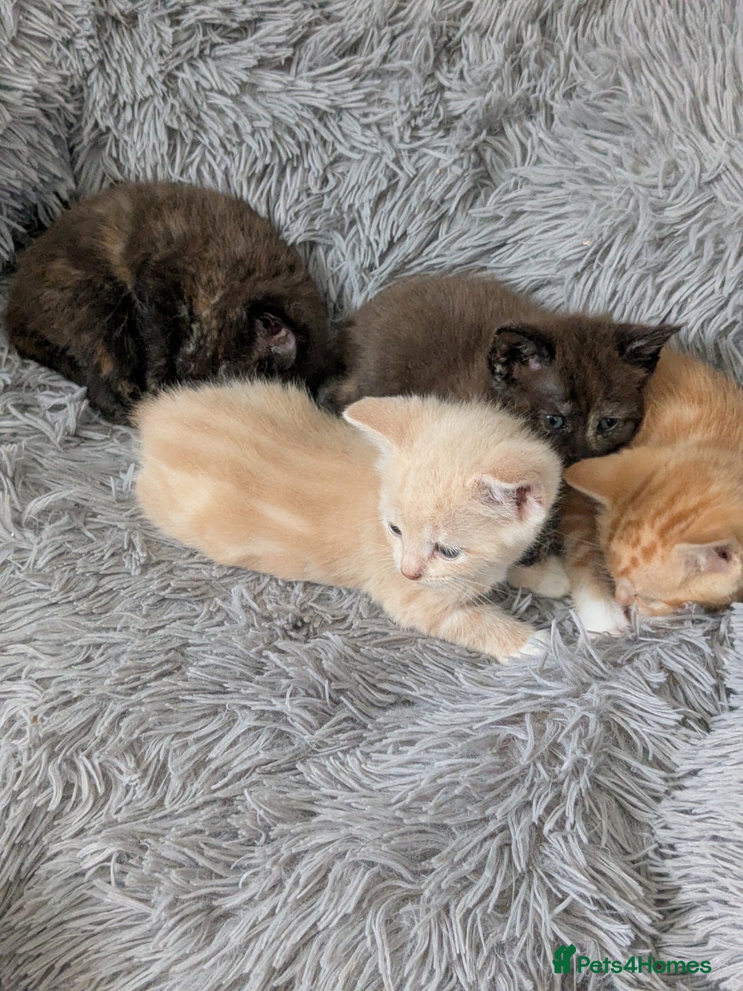 Mixed Breed cats for sale: Siamese/ragdoll/Scottish fold  - Image 15