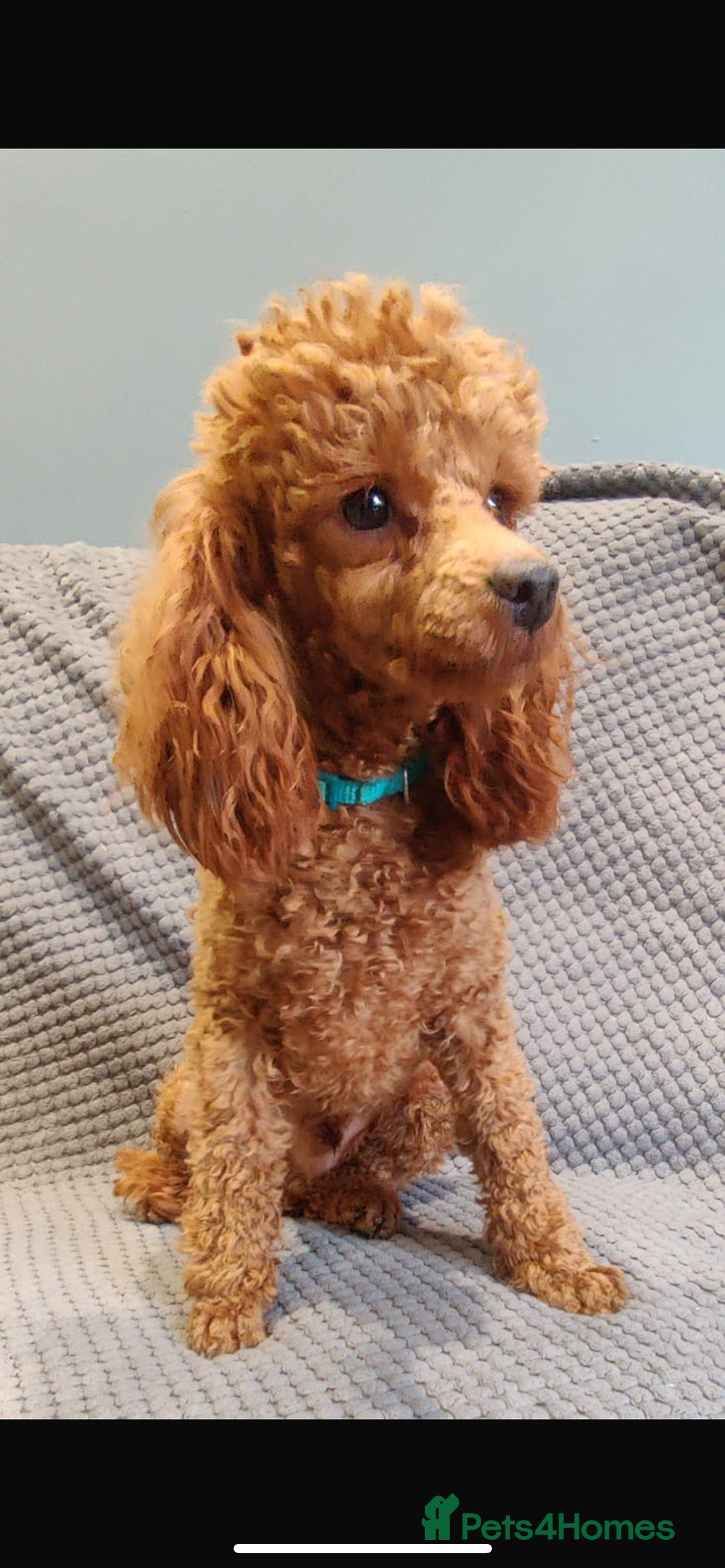 Poochon dogs for sale: 1 female 1 male Poochon puppy.  - Image 18