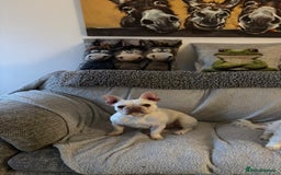 French Bulldog dogs for sale: Such a honest little lady - Image 1