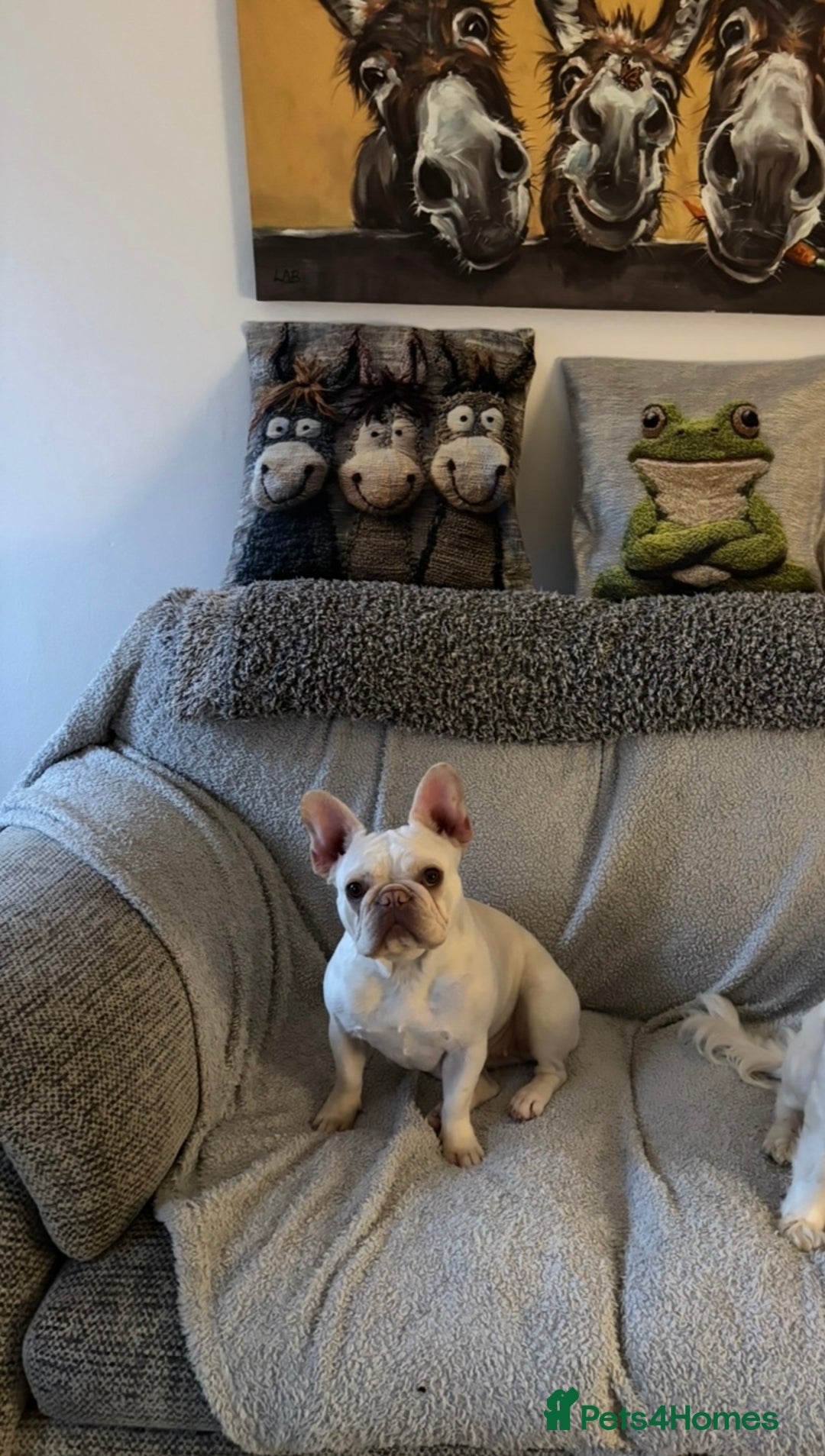 French Bulldog dogs for sale: Such a honest little lady - Image 1