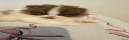 British Shorthair cats for sale: Champion line British longhair  - Advert 9