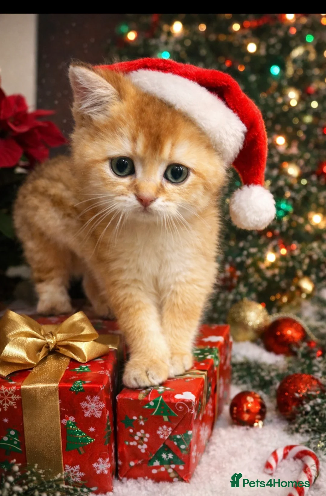 Scottish Fold cats for sale: Beautiful Gold Chinchilla babies  - Advert 3