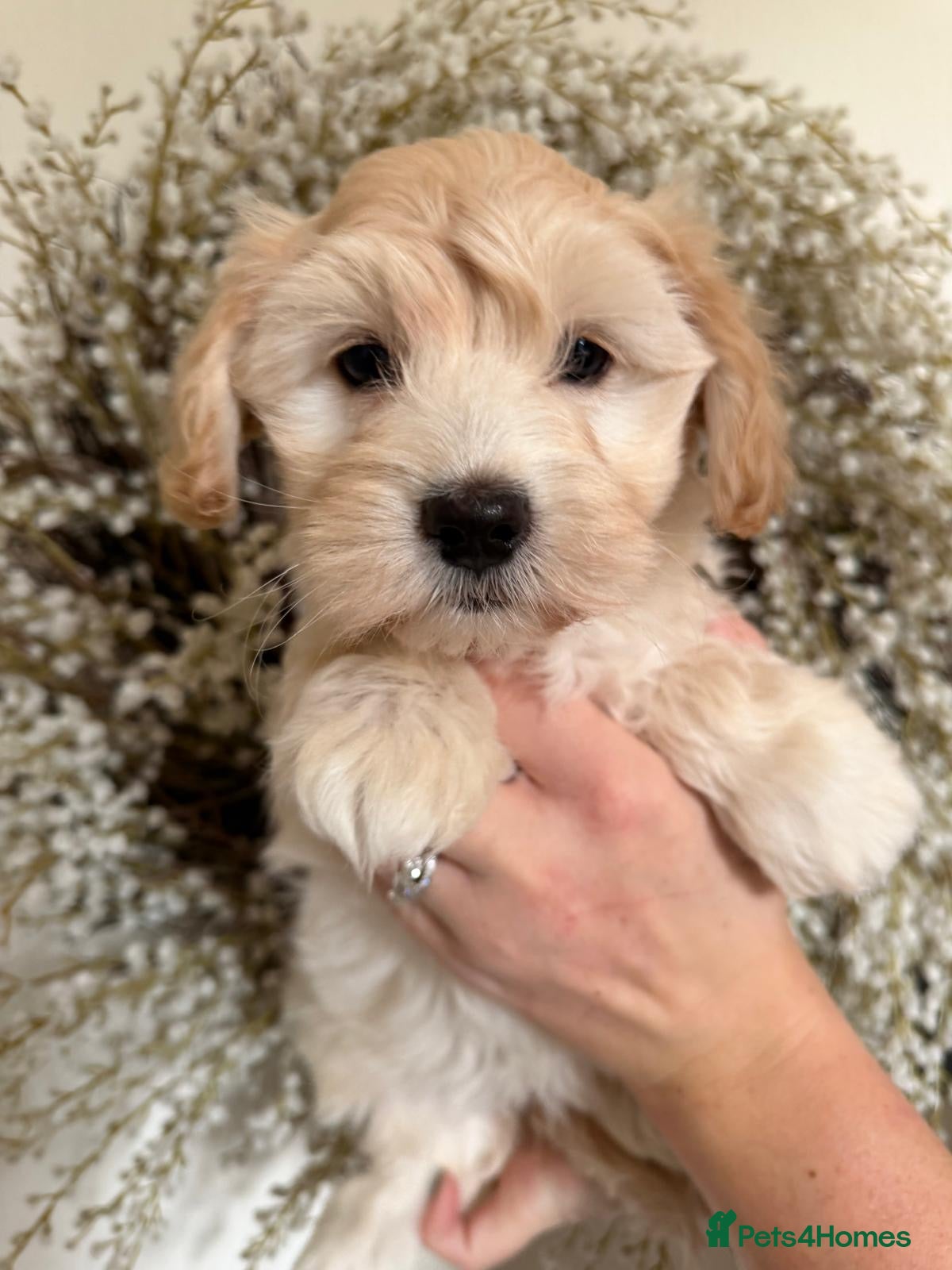 Maltipoo dogs Adorable Apricot F1 Korean Maltipoo - Advert 5