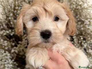 Maltipoo dogs Adorable Apricot F1 Korean Maltipoo - Advert 18