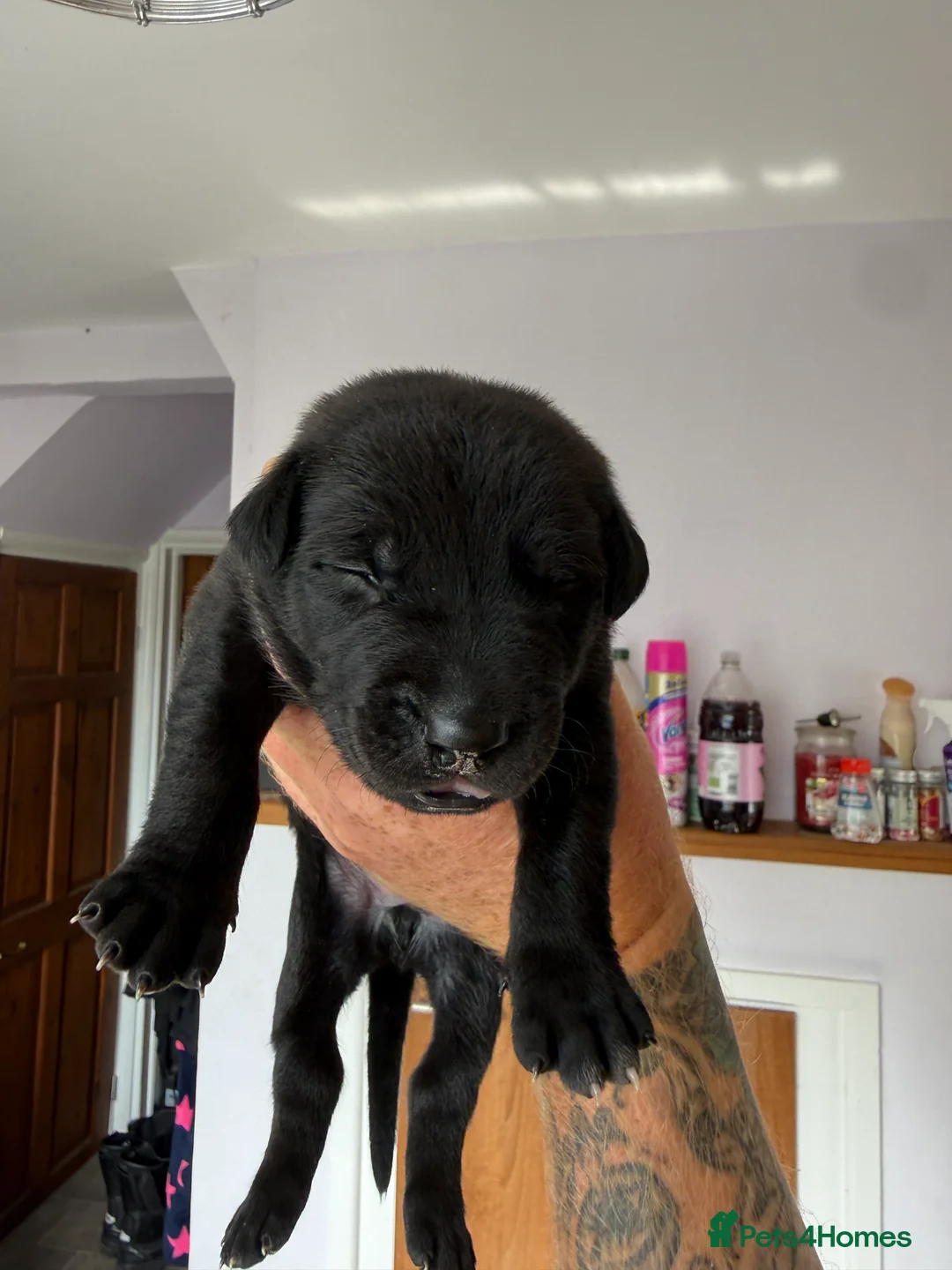 Mixed Breed dogs for sale: Mali x American bull dog puppies  - Advert 2