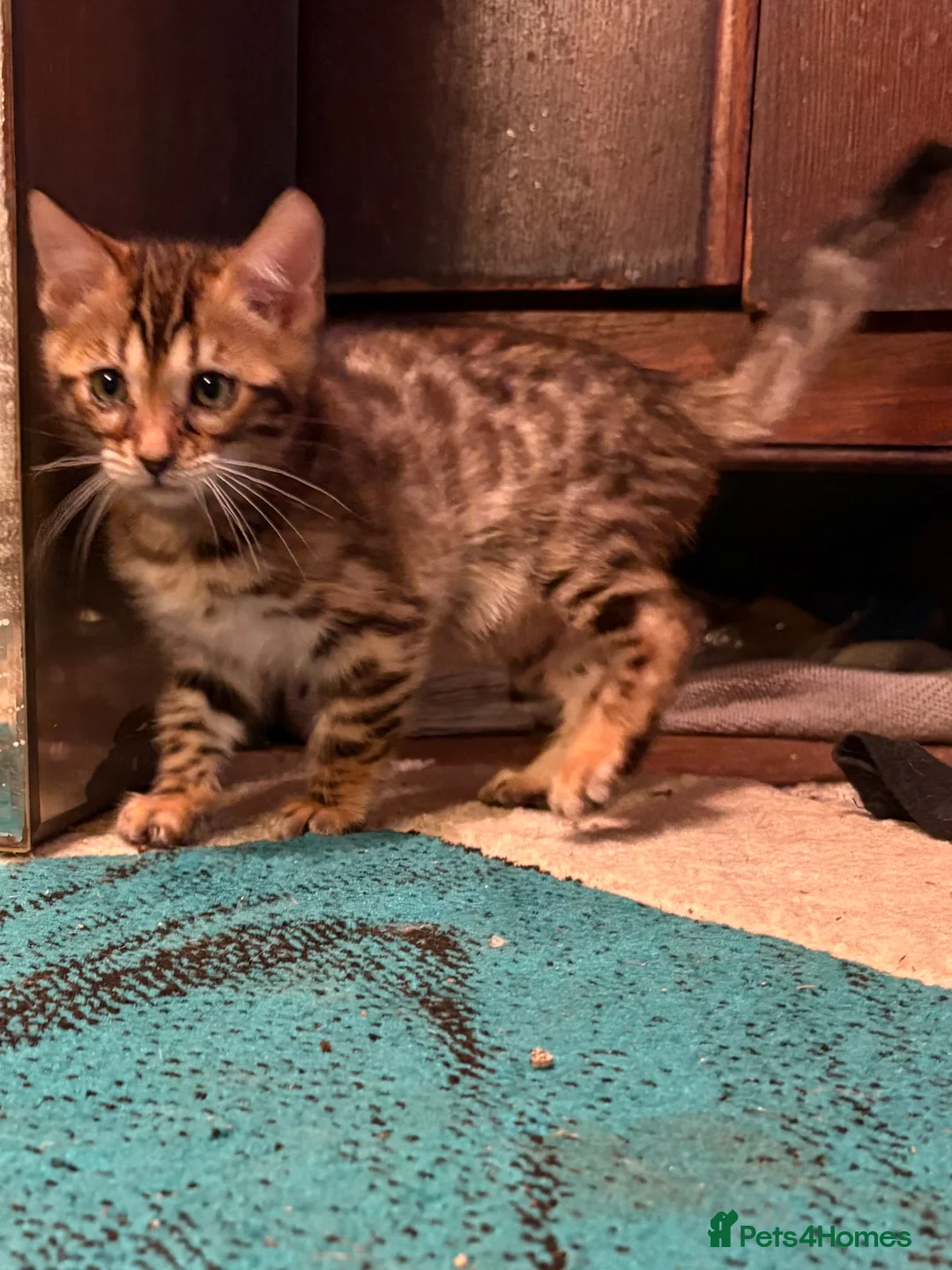 Bengal cats for sale: Pedigreed/registered Bengal kittens - Advert 8