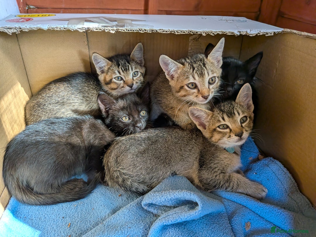 Burmese cats for sale: Burmese cross kittens - Image 1