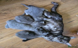Mixed Breed cats for sale: 5 3/4 persian kittens ready now - Image 19