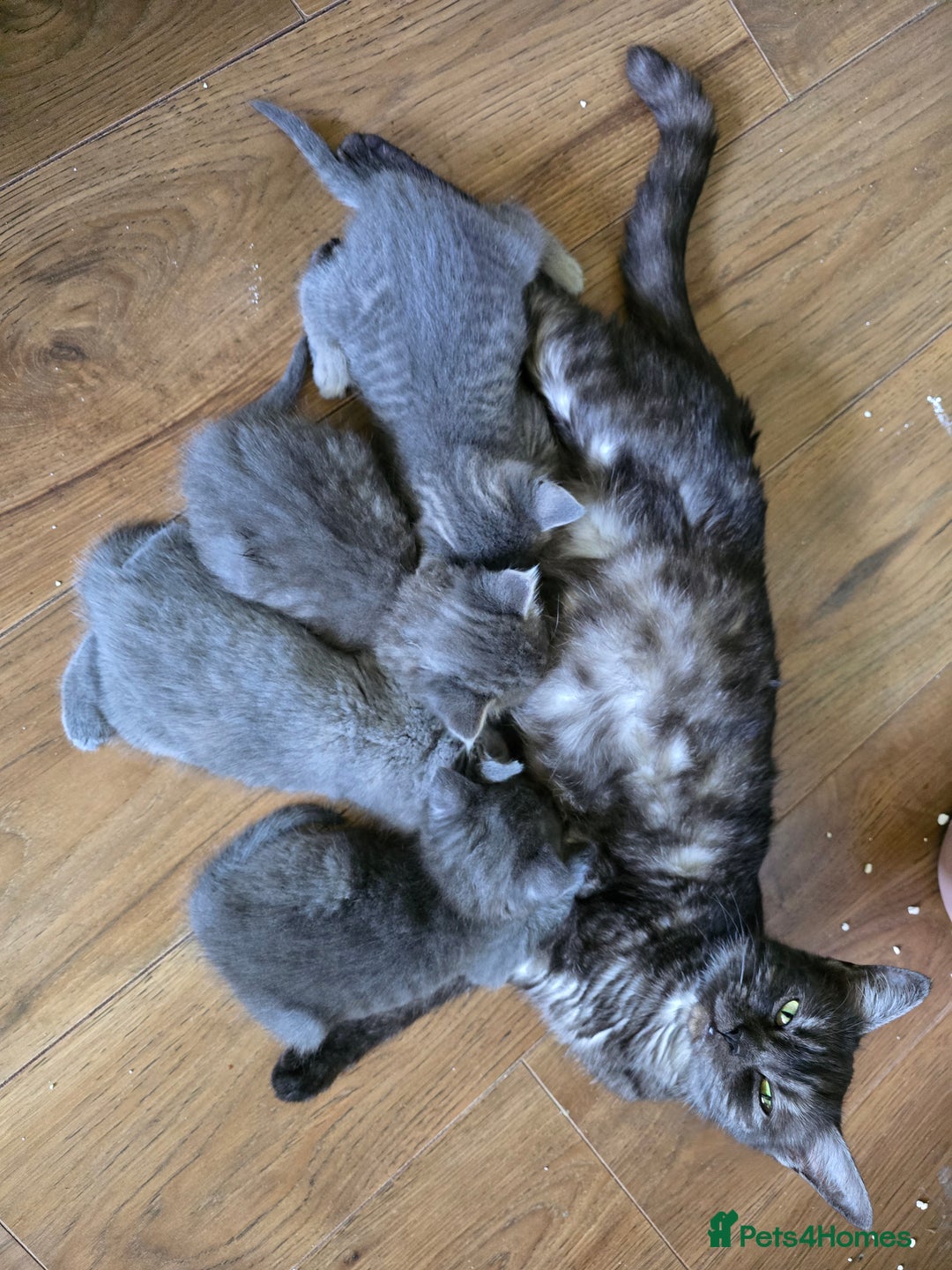 Mixed Breed cats for sale: 5 3/4 persian kittens ready now - Image 19