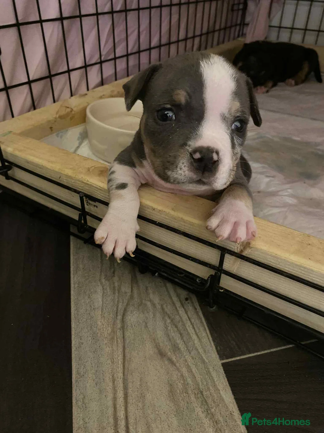 American Bully dogs for sale: 2 amazing puppies left mcglovin bloodline - Advert 5