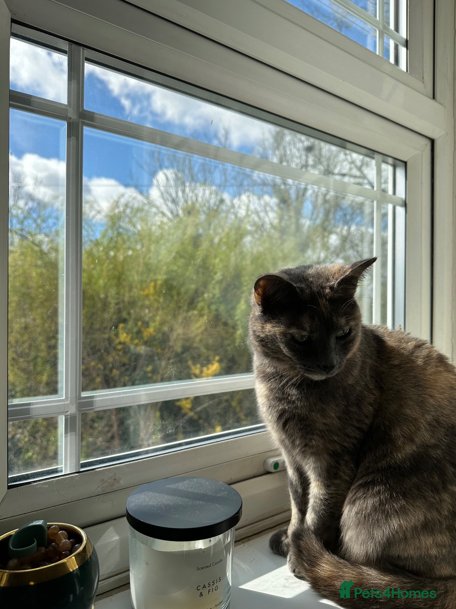 Domestic Shorthair cats Female lady cat domestic short haired 🤍🌺 - Advert 17