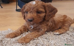 Cockapoo dogs for sale: Beautiful F1 red/golden cockapoo puppies - Image 8