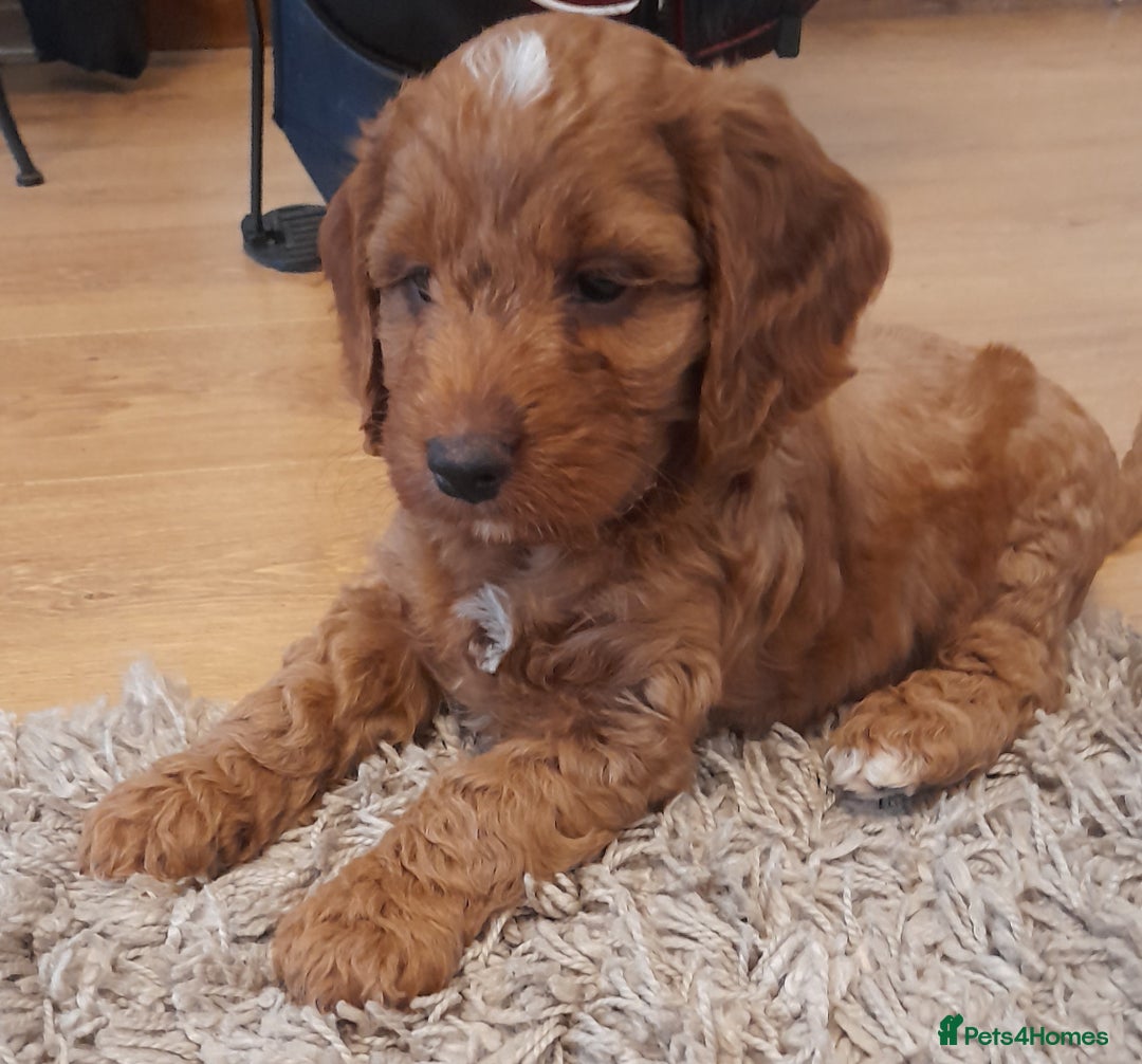 Cockapoo dogs for sale: Beautiful F1 red/golden cockapoo puppies - Image 8