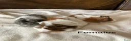 Guinea Pig rodents for sale: Gorgeous Guinea Pigs - Advert 1