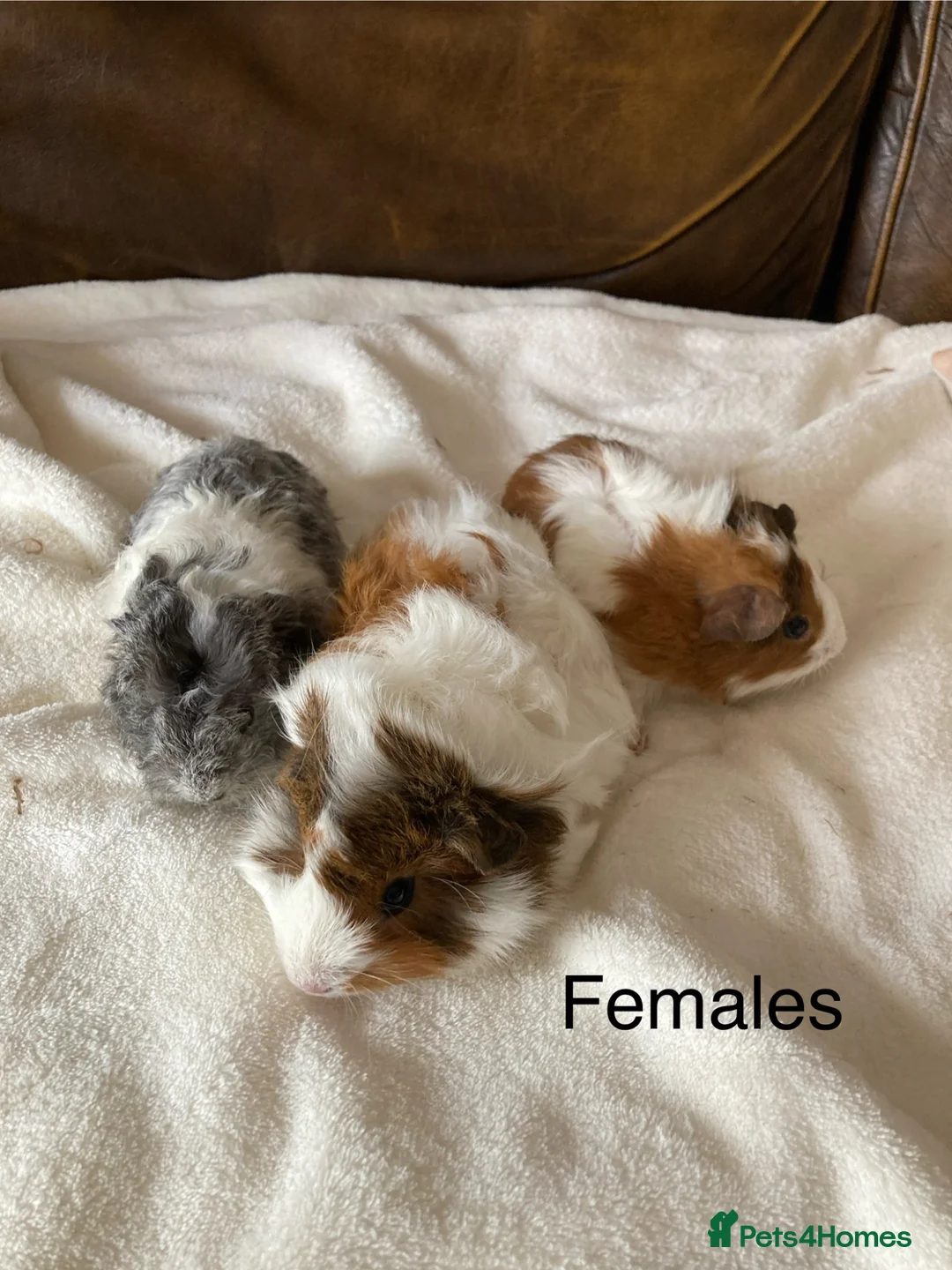 Guinea Pig rodents for sale: Gorgeous Guinea Pigs - Advert 1