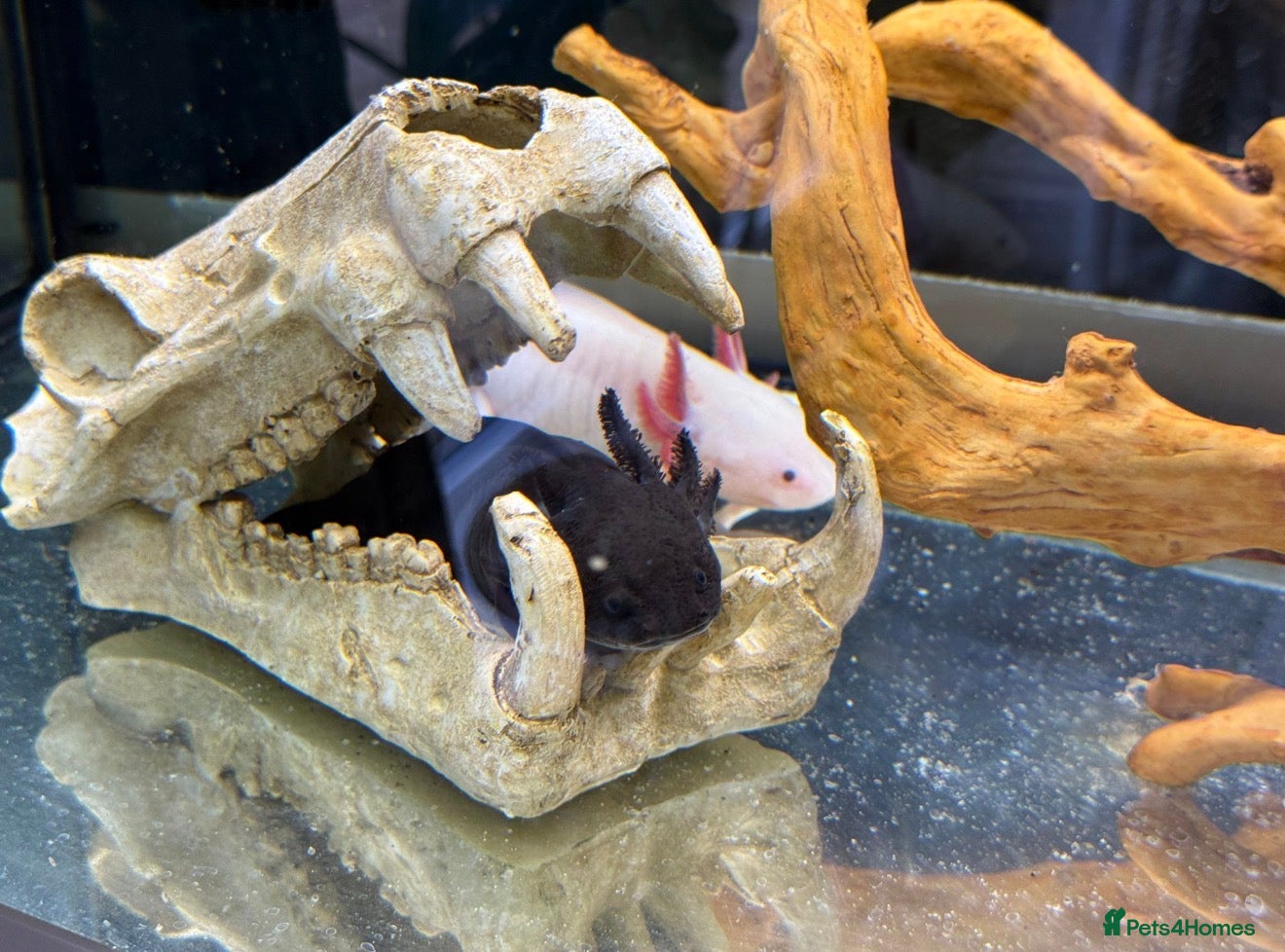Axolotl reptiles Axolotls with tank, lights and external filter - Advert 2