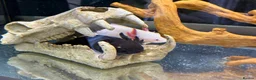 Axolotl reptiles for sale: Axolotls with tank - Advert 2