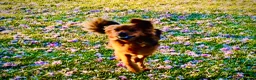 Mixed Breed dogs for sale: Cocker-Pomeranian  - Advert 4