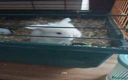 Lionhead rabbits for sale: 4 baby Lionhead rabbits - Advert 27