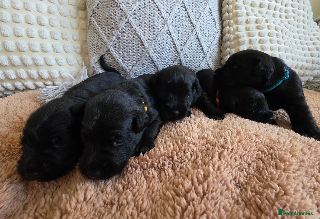 Miniature Schnauzer dogs for sale: Black Miniature Schnauzer puppies - Advert 1