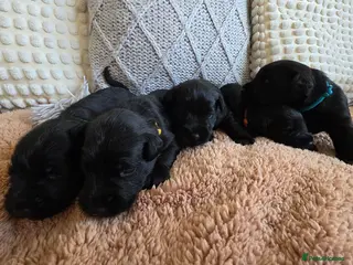 Miniature Schnauzer dogs Black Miniature Schnauzer puppies - Advert 12