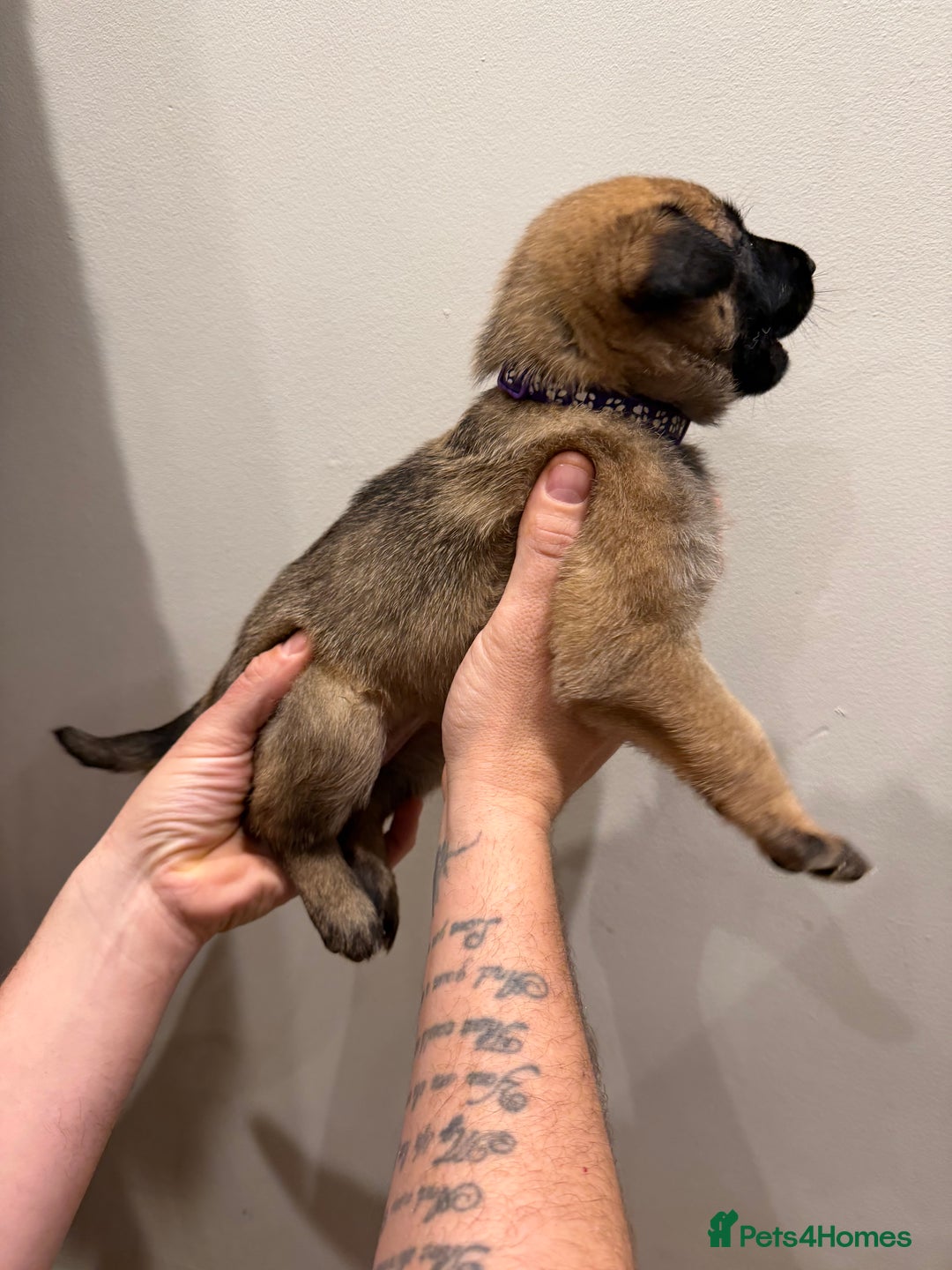 Mixed Breed dogs for sale: Shepinios puppies  - Advert 16