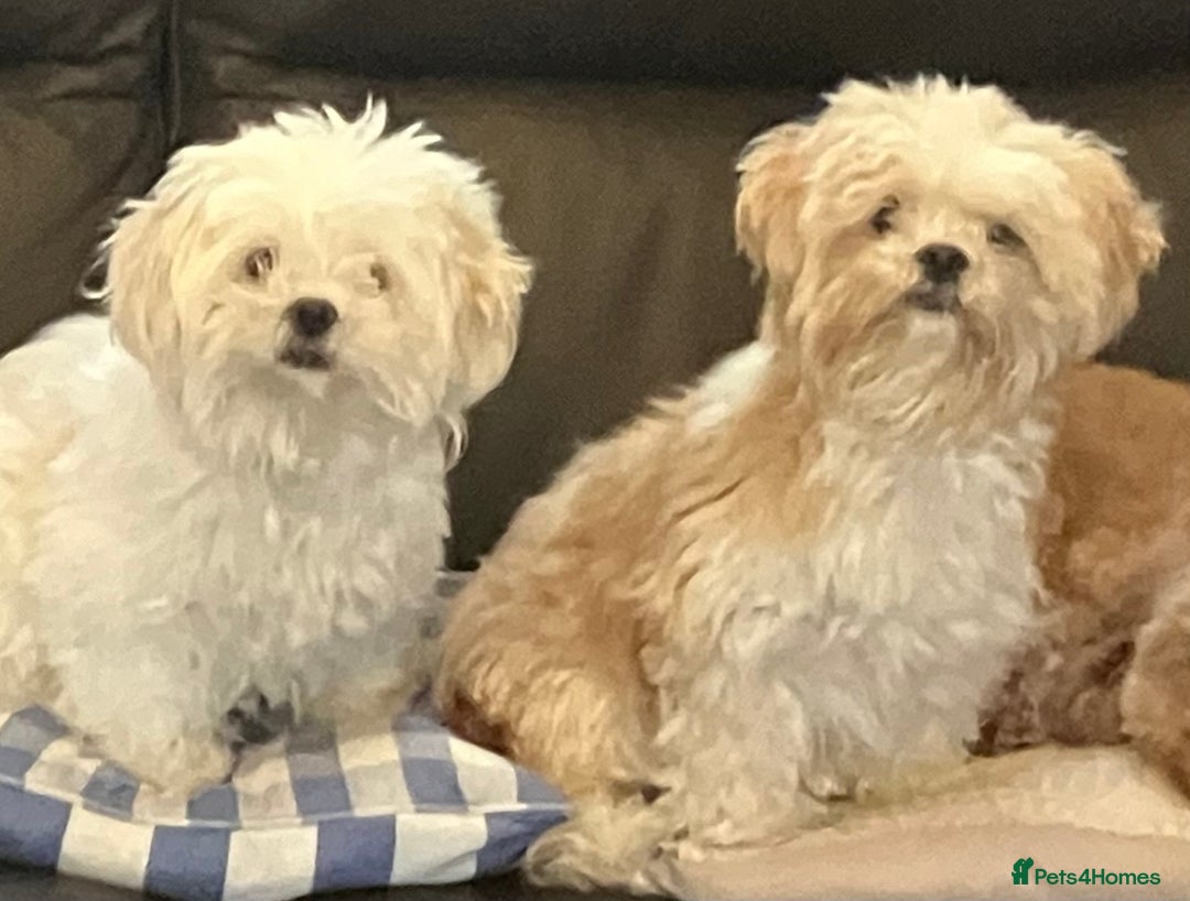 Lhasa Apso dogs for sale: Beautiful Lhasa apso pups - Advert 1