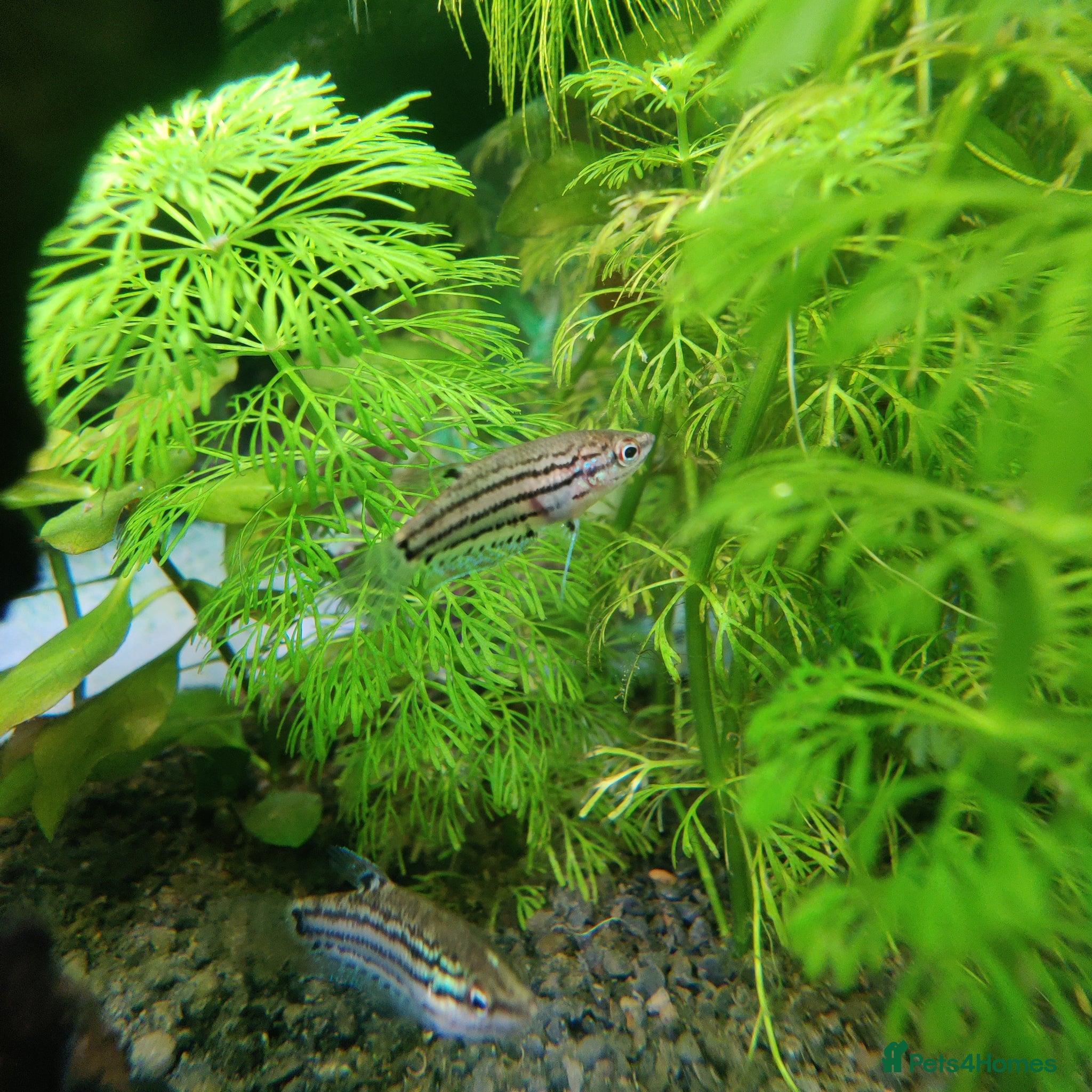 Gouramis fish Croaking Gourami (Trichopsis vittata).  - Advert 1