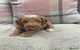 Cockapoo dogs for sale: f1b toy  stunning cockerpoos  - Image 18