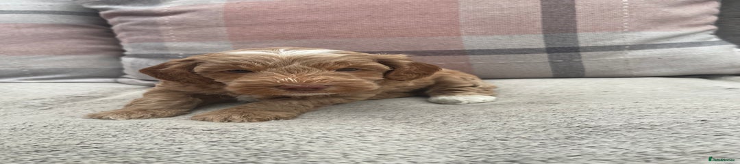 Cockapoo Puppy 4