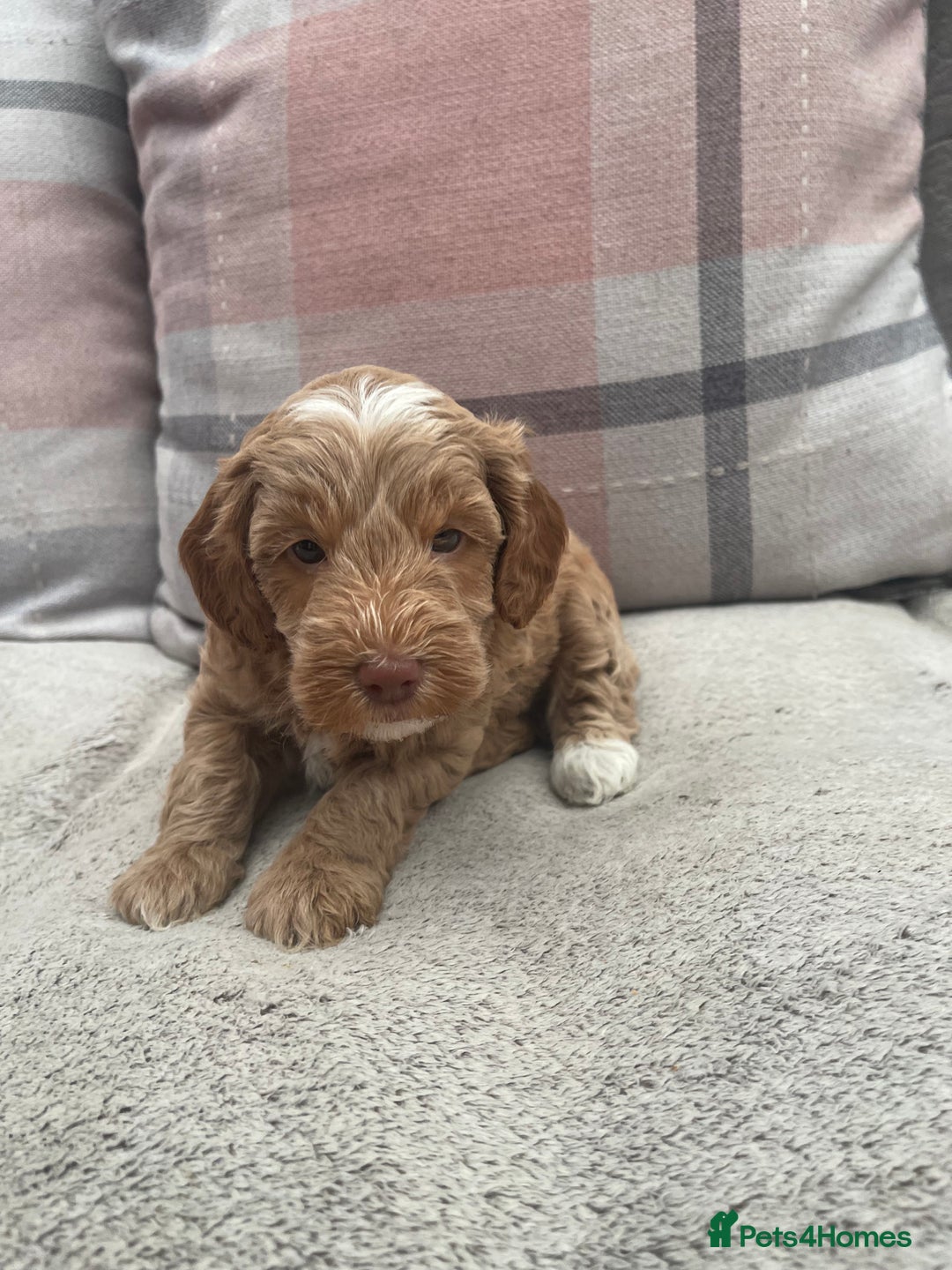 Cockapoo dogs for sale: f1b toy  stunning cockerpoos  - Image 18