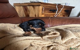 Miniature Dachshund dogs for sale: Miniature dachshund puppies  - Image 5