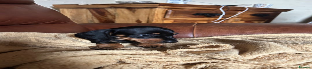 Miniature Dachshund Puppy 4