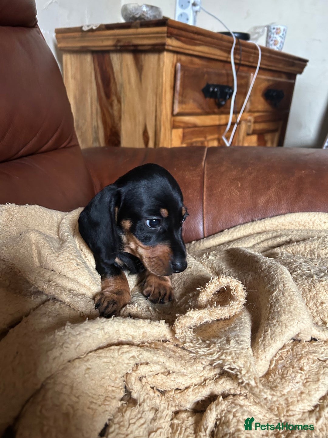 Miniature Dachshund dogs for sale: Miniature dachshund puppies  - Image 5