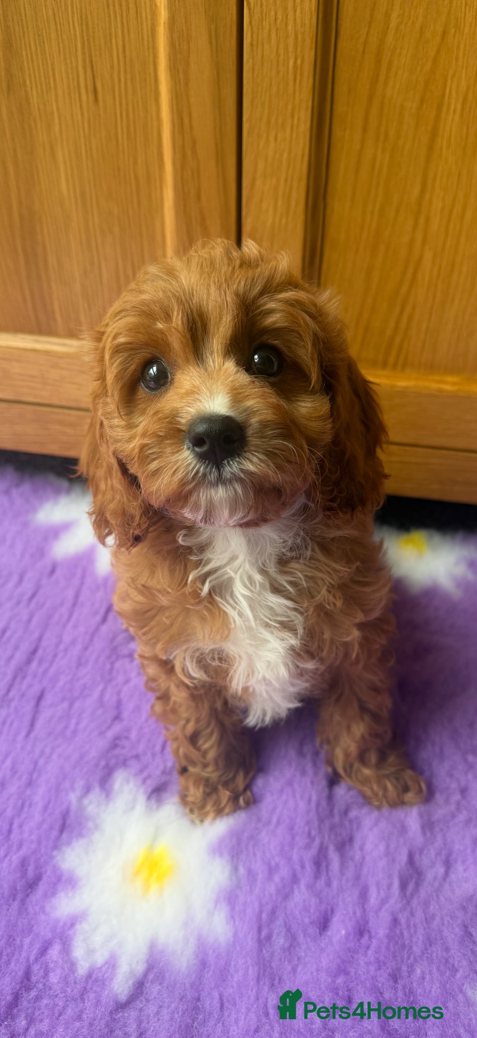 Cavapoo dogs Extensively Health Tested Red Cavapoos - Advert 1
