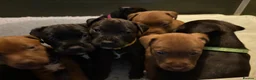 Patterdale Terrier dogs for sale: Chocolate Patterdales  - Advert 3
