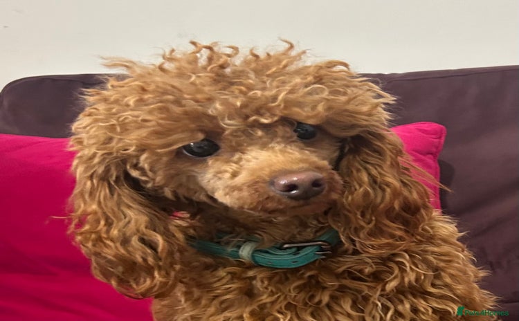 Toy Poodle dogs - Advert 6