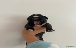 Boxer dogs for sale: Beautiful boxer puppies available  - Image 26