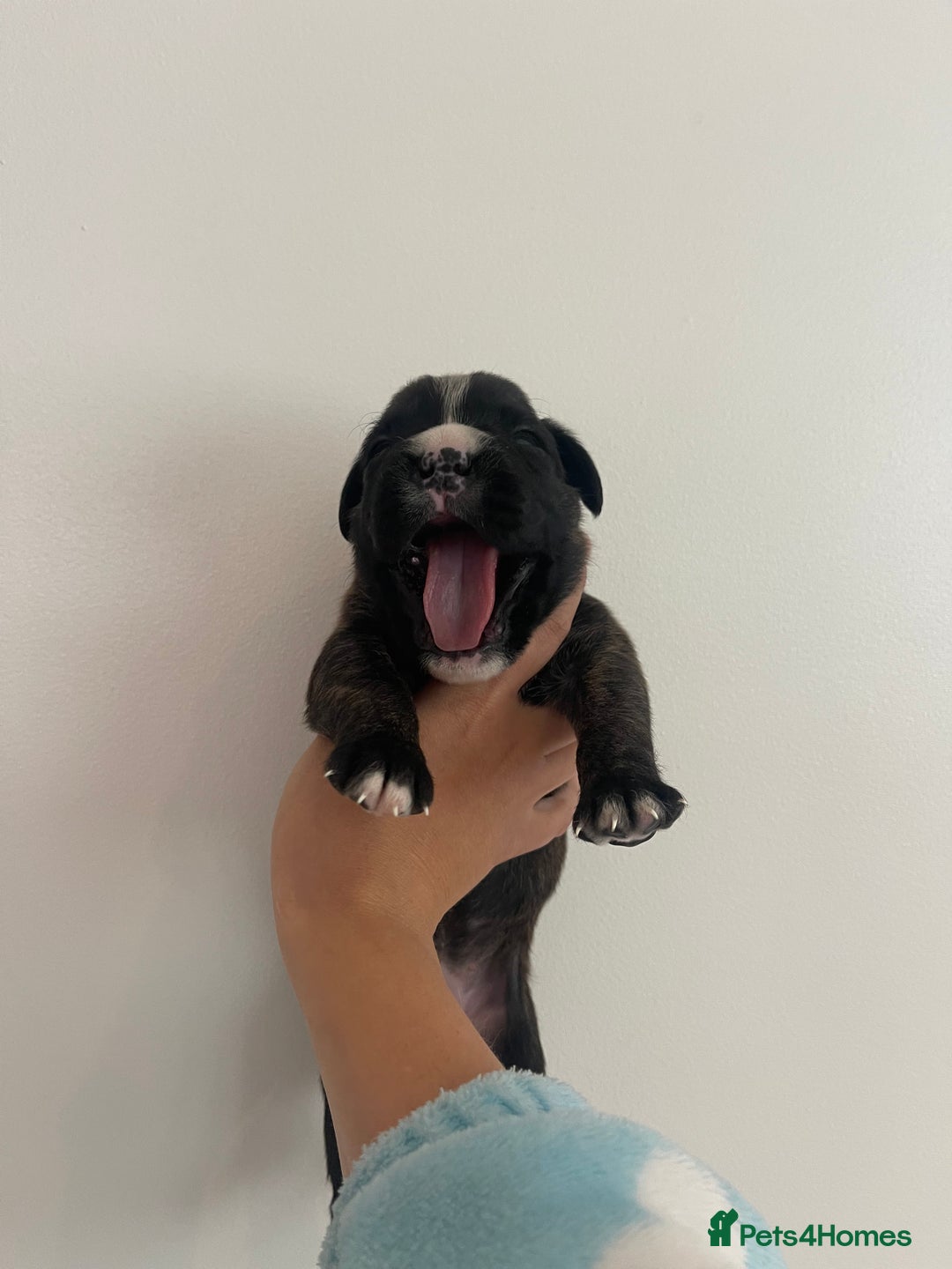 Boxer dogs for sale: Beautiful boxer puppies available  - Image 26