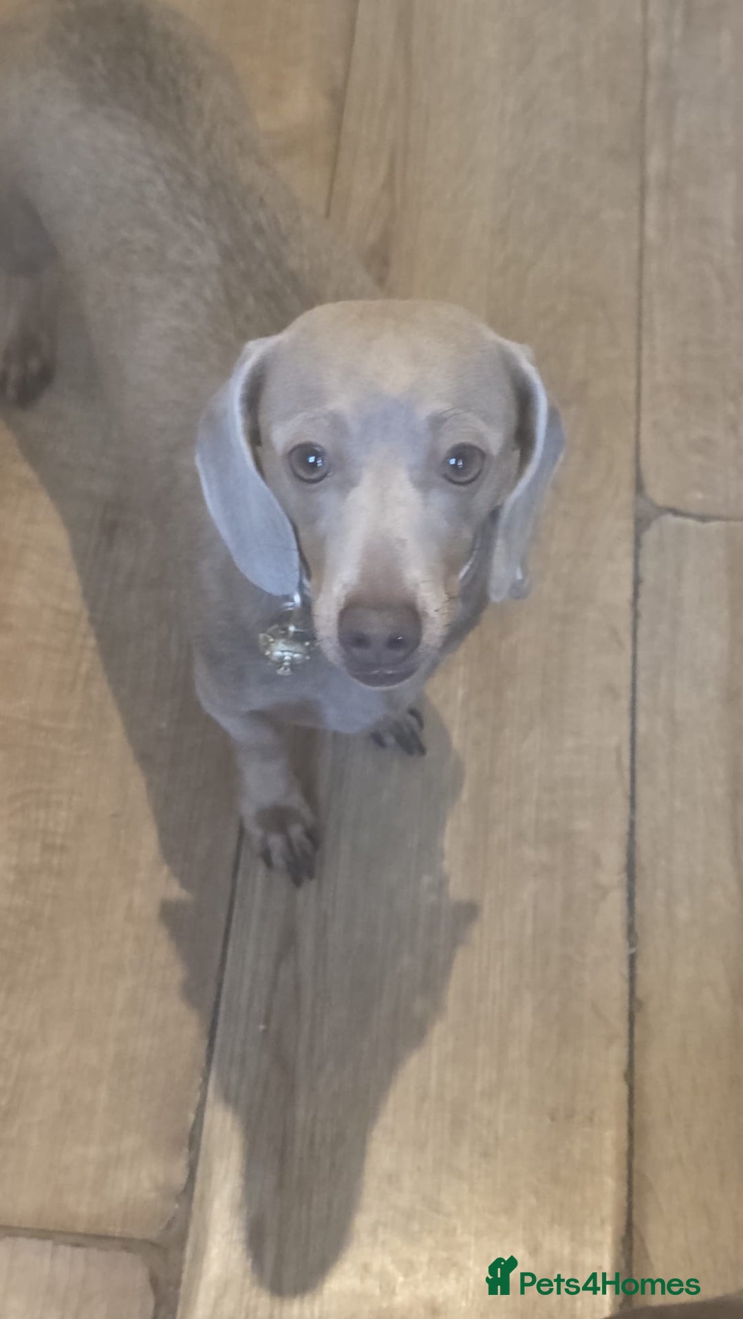 Miniature Dachshund dogs for sale: 2 KC Registered mini dachshund sisters - Advert 4