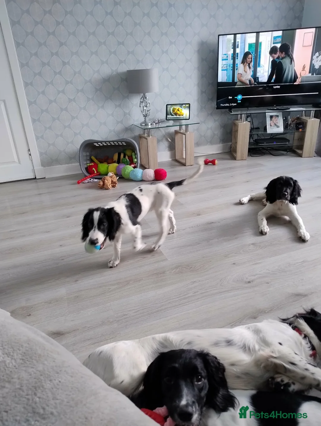 English Springer Spaniel dogs for sale: English Springer Spaniel Male - Advert 2