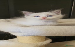 Ragdoll cats for sale: 4 Tica registered Kittens For Sale  - Image 7