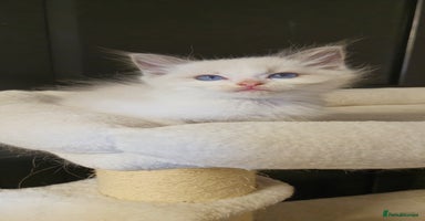 Ragdoll cats - Advert 2