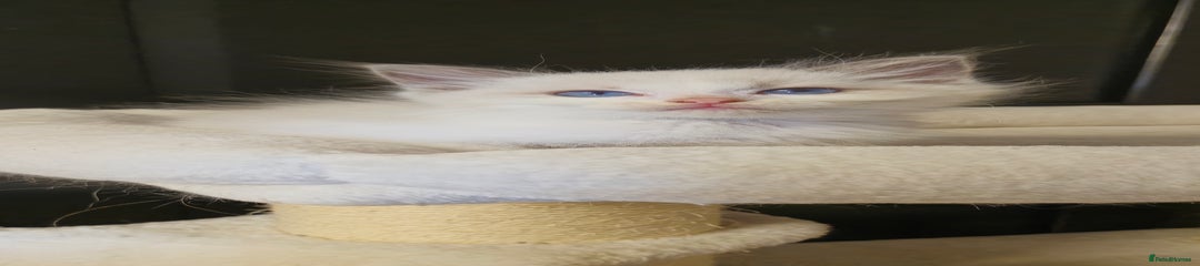 Ragdoll Kitten 2