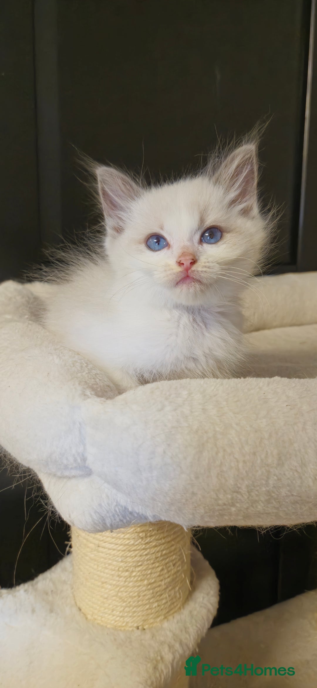 Ragdoll cats for sale: 4 Tica registered Kittens For Sale  - Image 7