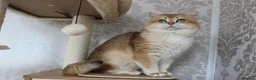 British Shorthair cats for sale: Stunning Golden British Shorthair – Proven Stud - Advert 4