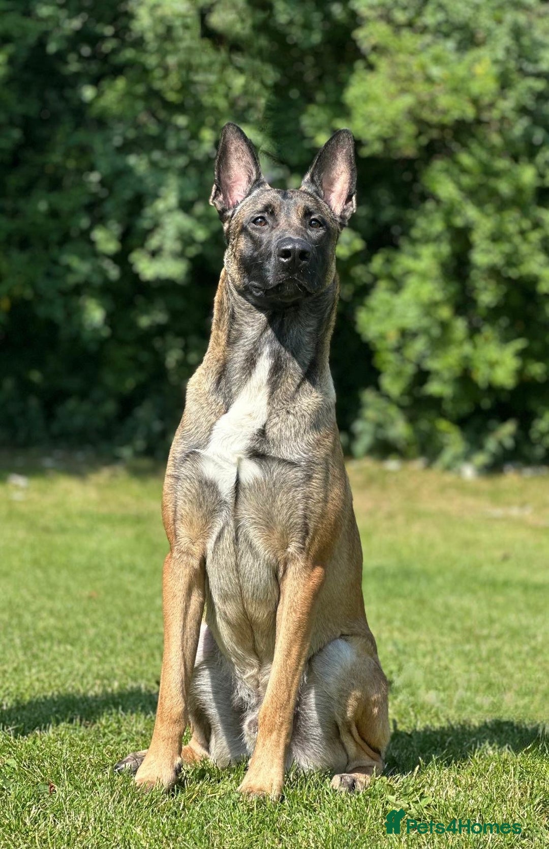 Belgian Shepherd Dog dogs for stud: For stud only - Advert 4