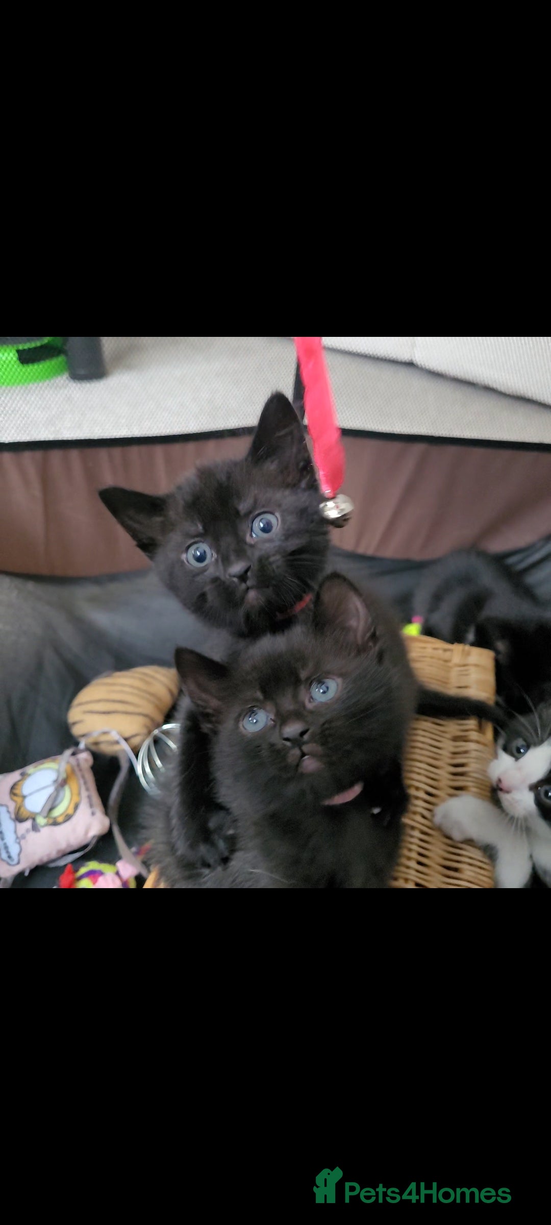 Domestic Shorthair cats for sale: 6 lovable bundles of mischief seek forever home - Image 9