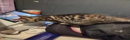 Mixed Breed cats for sale: 🐾 Beautiful Tabby Kittens Ready to Melt You Heart - Advert 32
